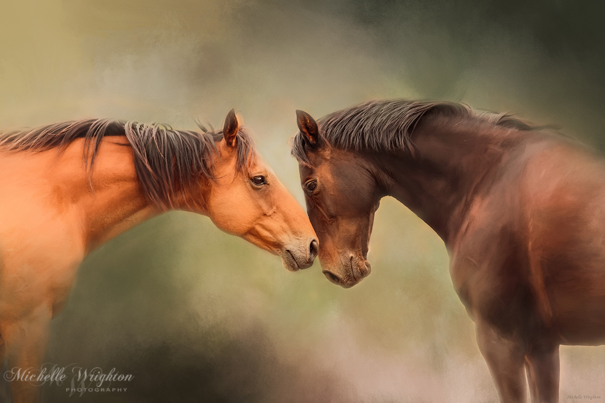 Best Friends - Two Horses