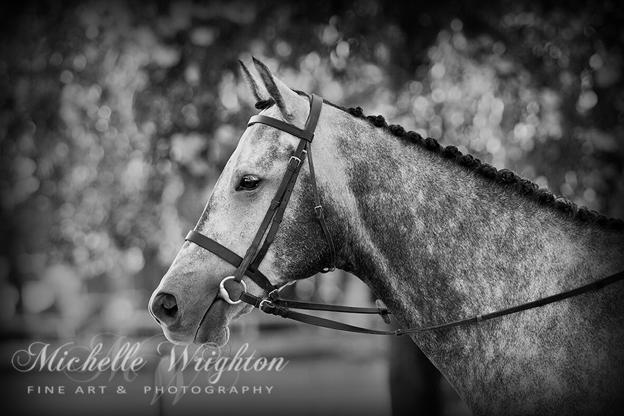 Grey Show Horse In Black And White