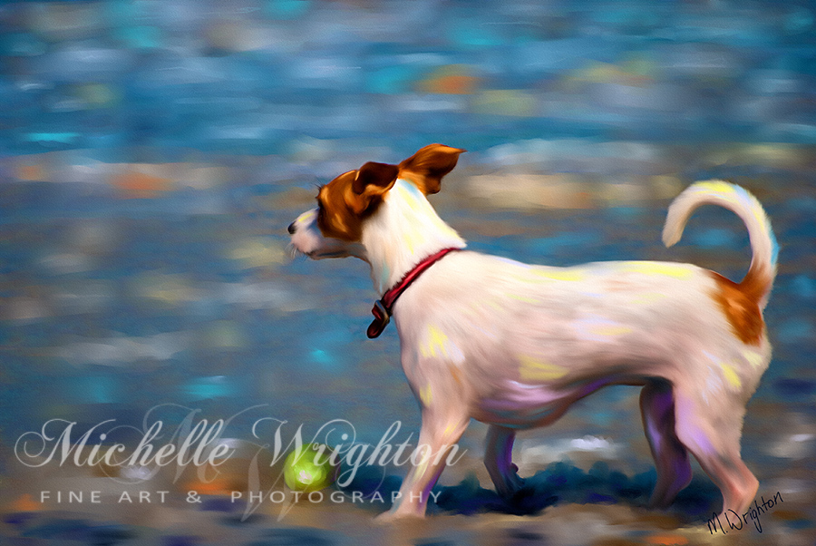 Jack Russell Terrier at the Beach