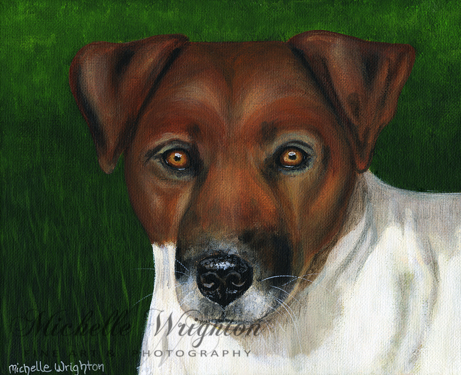 Otis - Jack Russell Terrier
