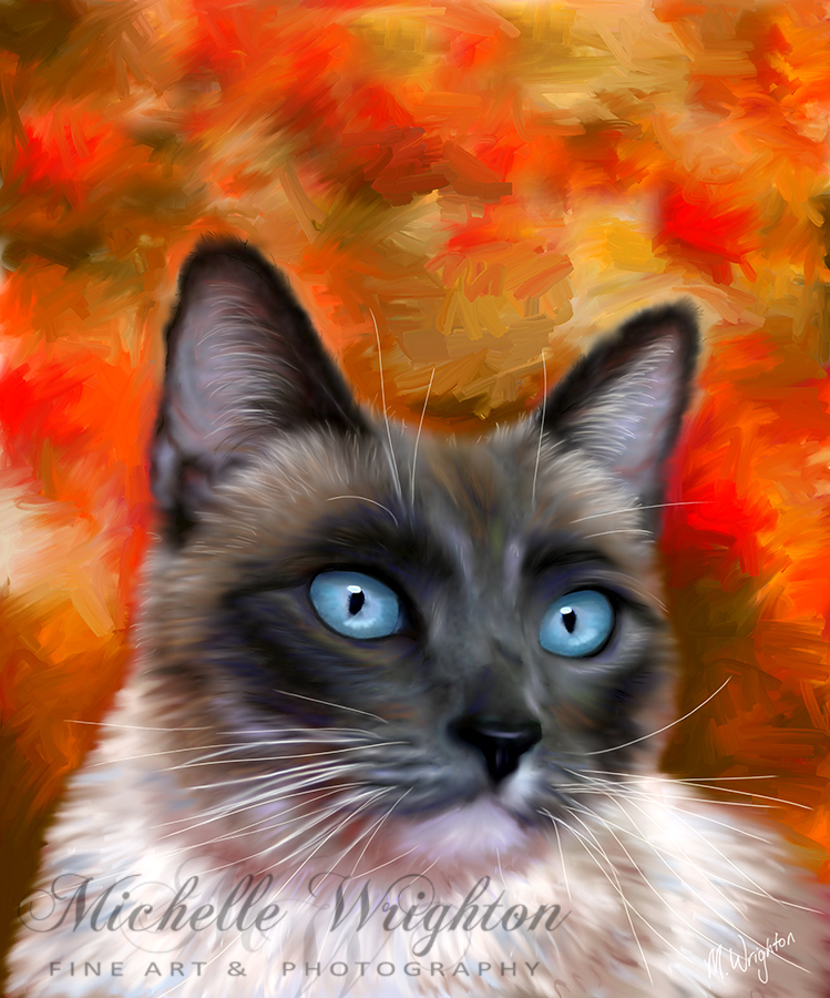 Fire and Ice Siamese Cat