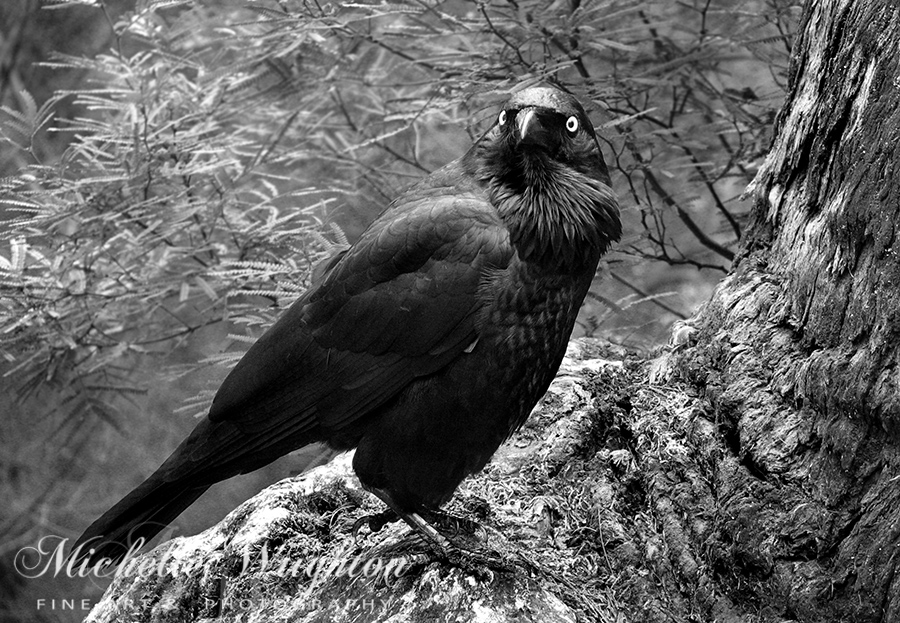 Nevermore in Black and White