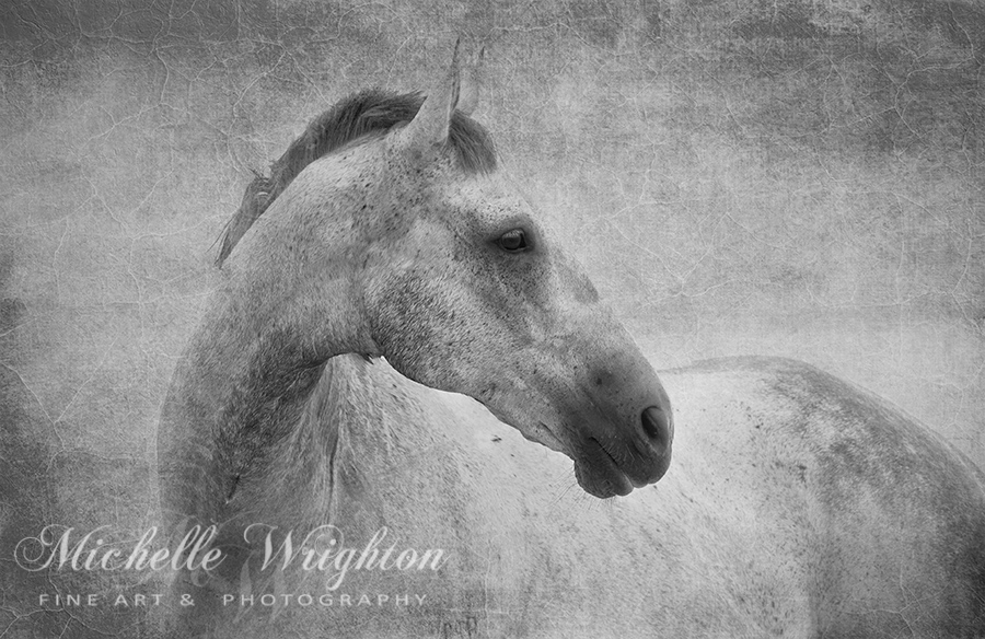 Beautiful Grey Horse in Textured Black and White
