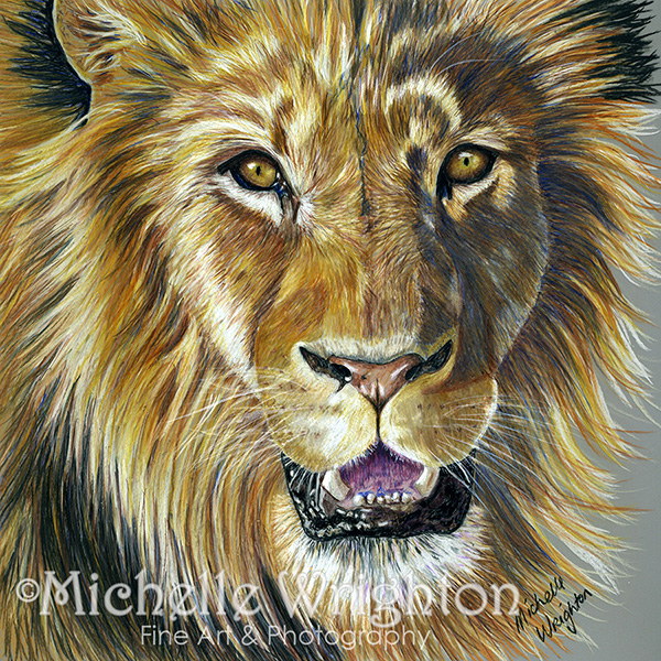 "Lion King" colour pencil on drafting film, 8"x8" (2007)