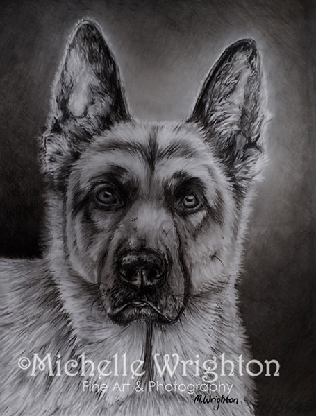 "Noble" German Shepherd Dog in charcoal, 9"x12" (2008)