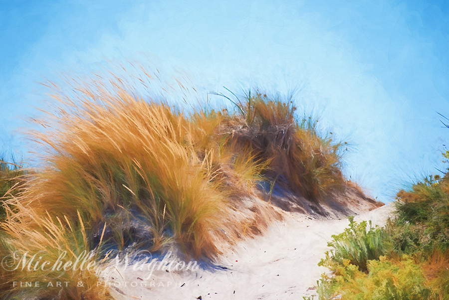 Beach Grass and Sand Dunes
