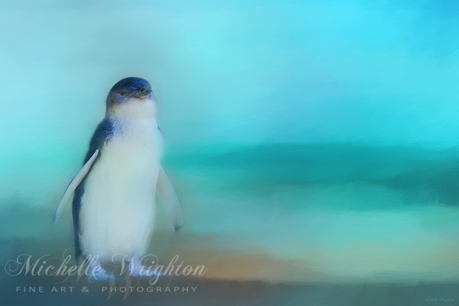 Fairy Penguin Western Australia