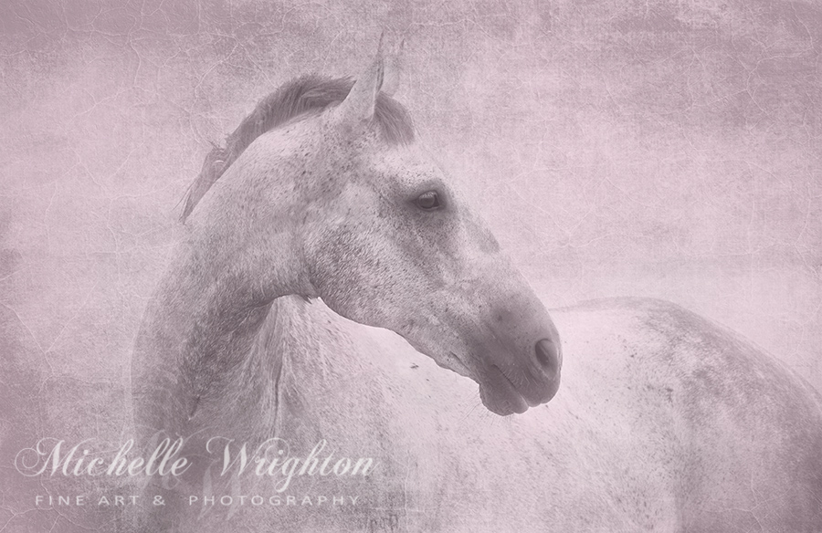 Grey Horse With Pink Blush Texture