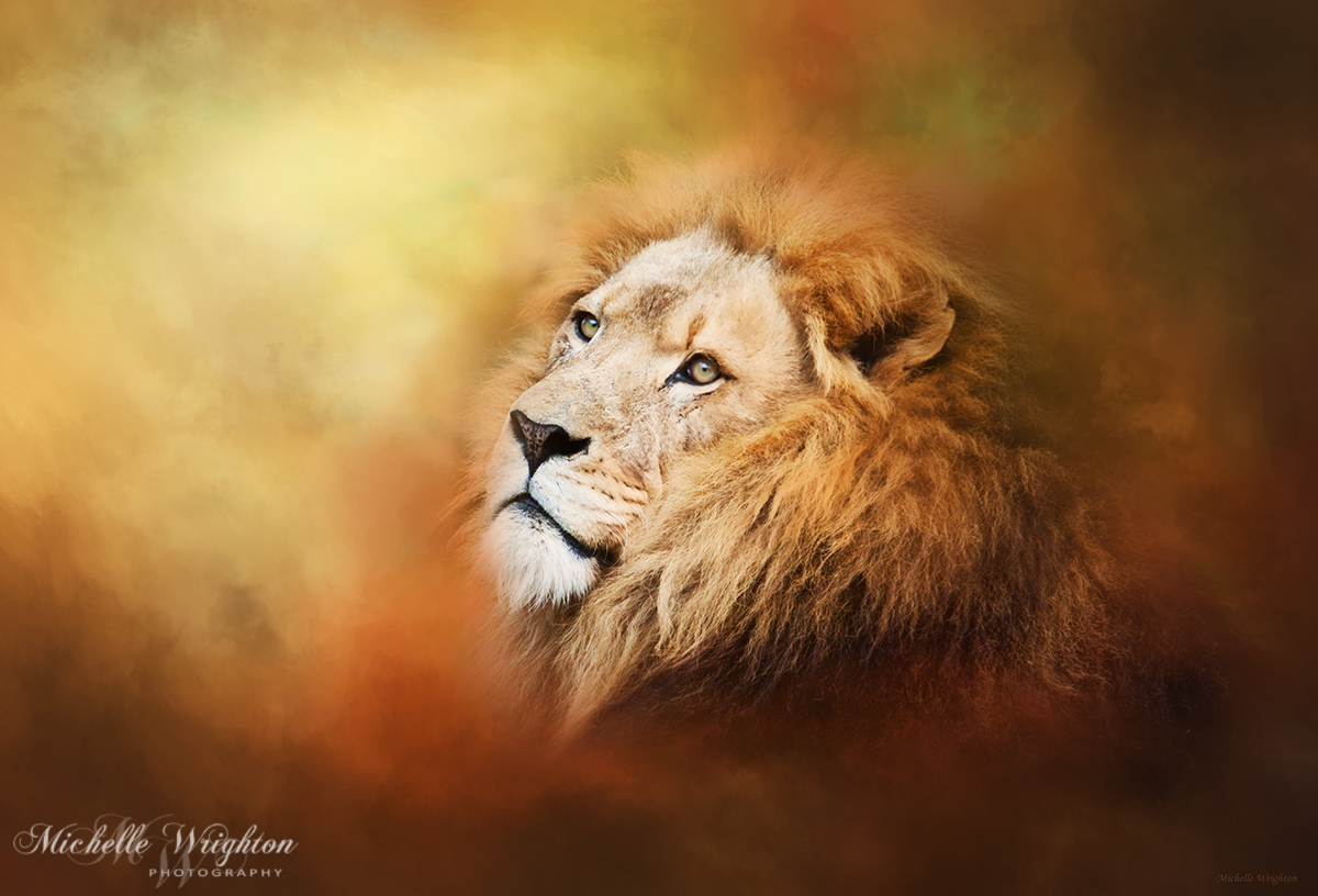 Lion - Pride Of Africa II - Tribute To Cecil