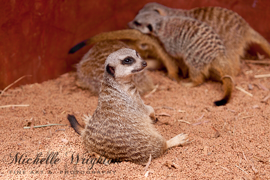 Meerkats - The Bored Babysitter