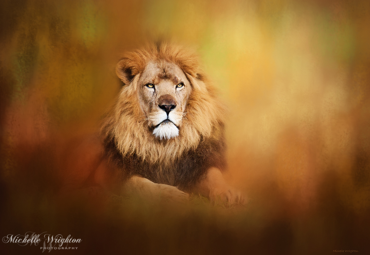 Lion - Pride of Africa I - Tribute to Cecil