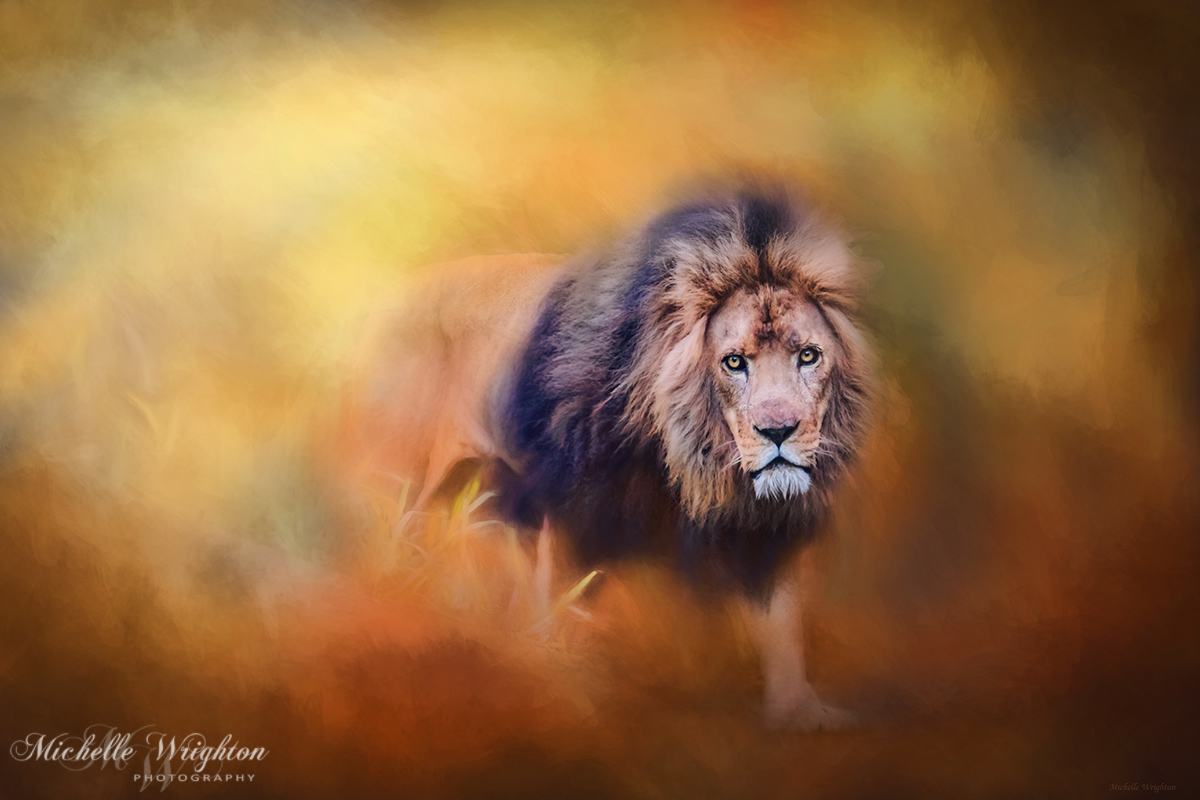 Lion - Pride of Africa III - Tribute to Cecil