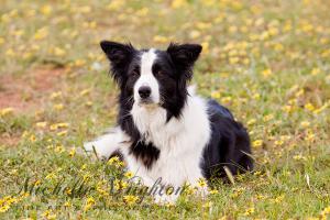 Border Collie in a field of Yellow Flowers