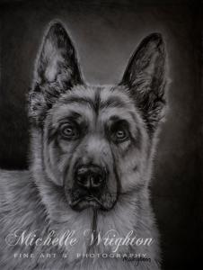 Noble – German Shepherd Dog