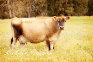Dreamy Jersey Cow