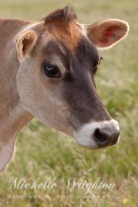 Jersey Cow Portrait