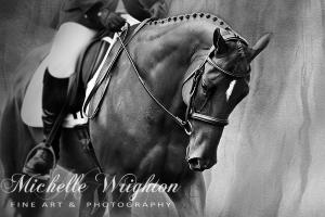 Elegance – Dressage Horse