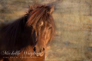 Shetland Pony at Sunset