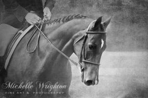 Softly Black and White Horse