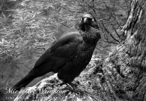 Nevermore in Black and White