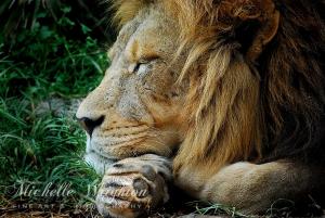 The Lion Sleeps