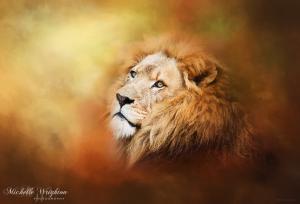 Lion – Pride Of Africa II – Tribute To Cecil