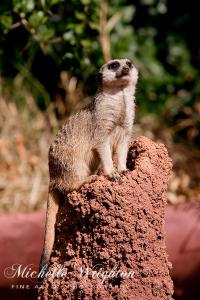 Meerkat – Lookout Post